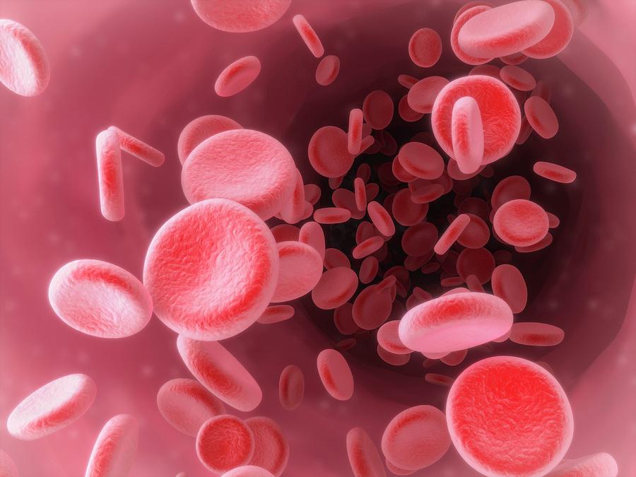 Red Blood Cells Photograph by Maurizio De Angelis | Fine Art America