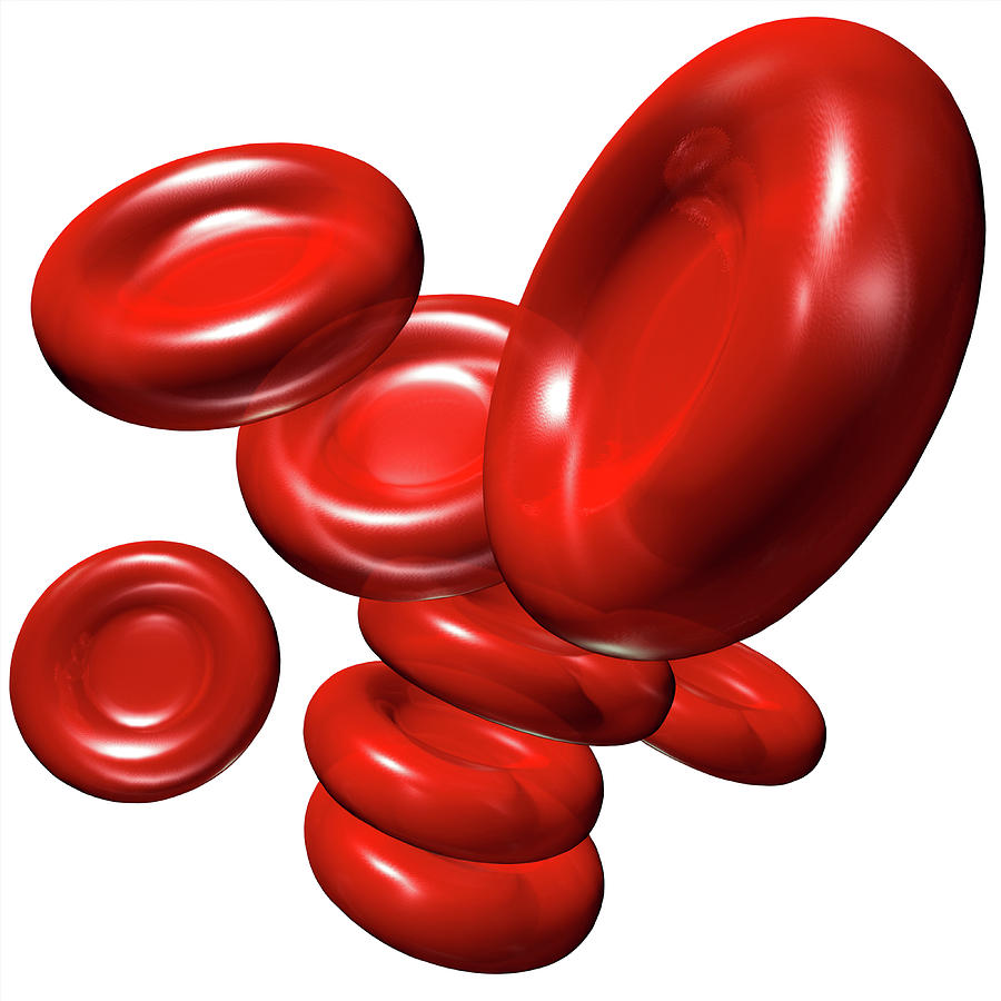 List 95+ Images pictures of red blood cells Sharp