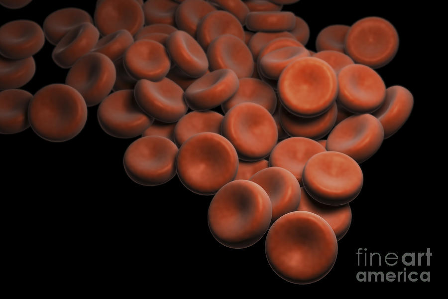 Red Blood Cells Photograph by Science Picture Co