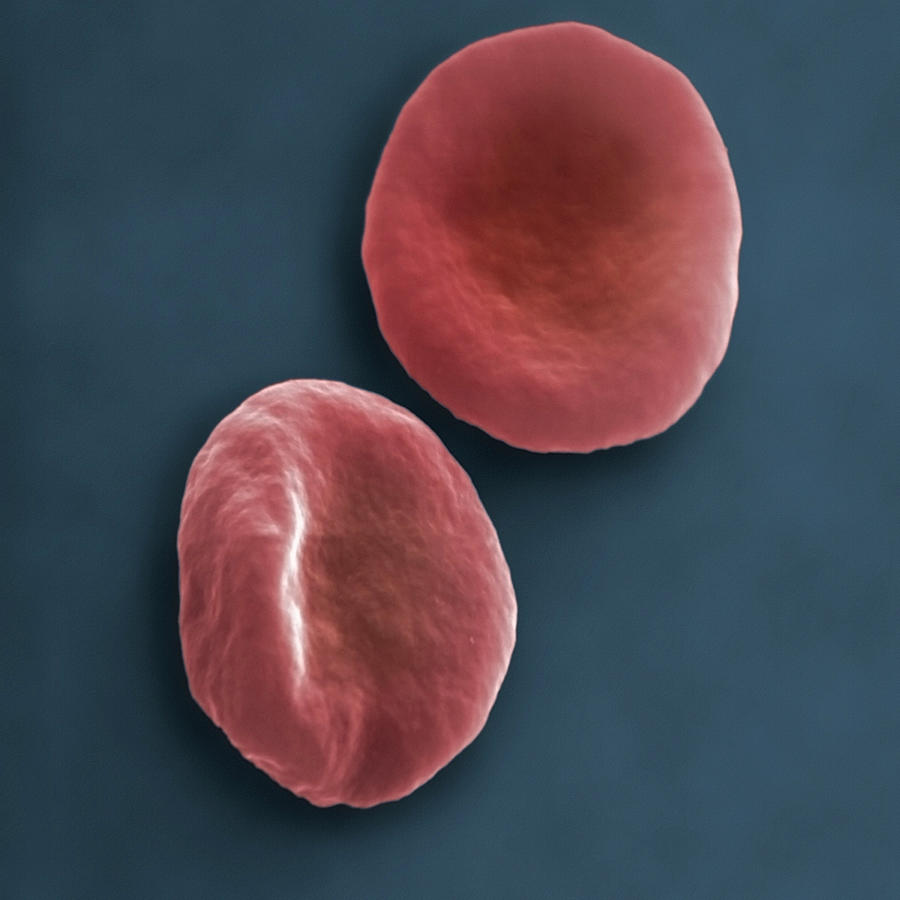 Red Blood Cells Photograph by Science Stock Photography/science Photo ...