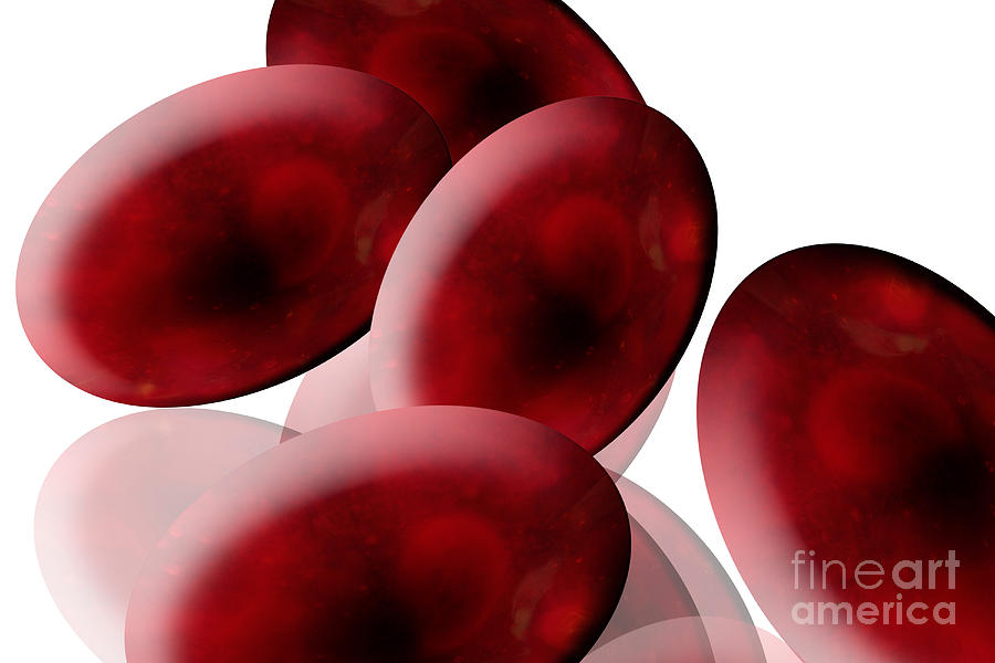 Anatomy Photograph - Red Blood Cells by Sigrid Gombert