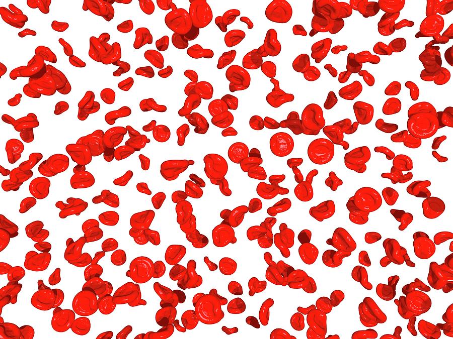Red Blood Cells Photograph by Thomas Fester/science Photo Library