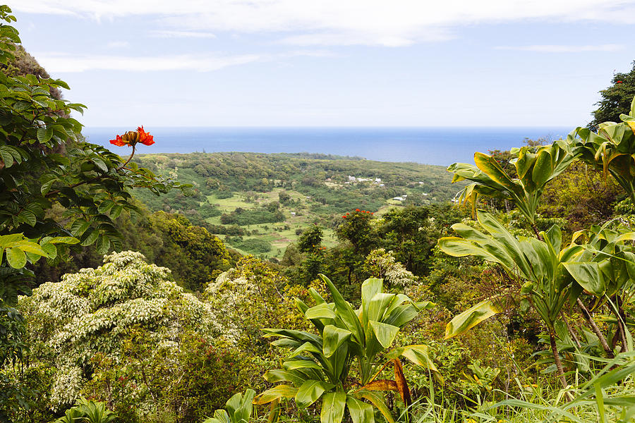 Red Bloom Overlooking Maui Photograph by Laura Tucker