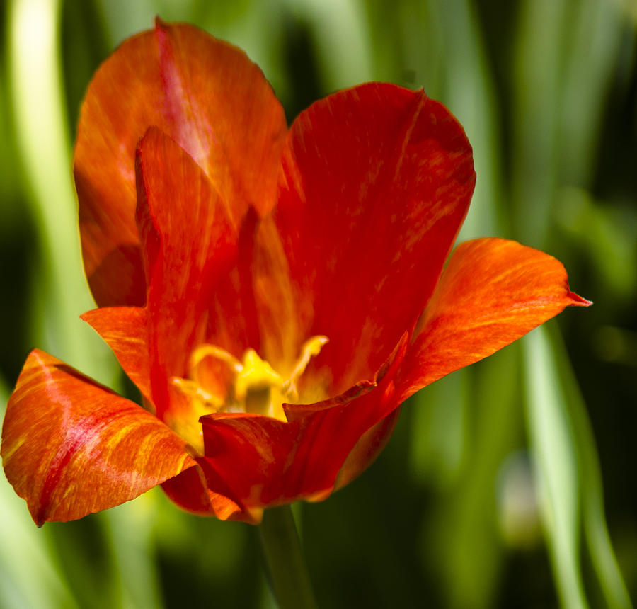 Tulip Photograph - Flowers-Tulips-Orange Burst by Matthew Miller