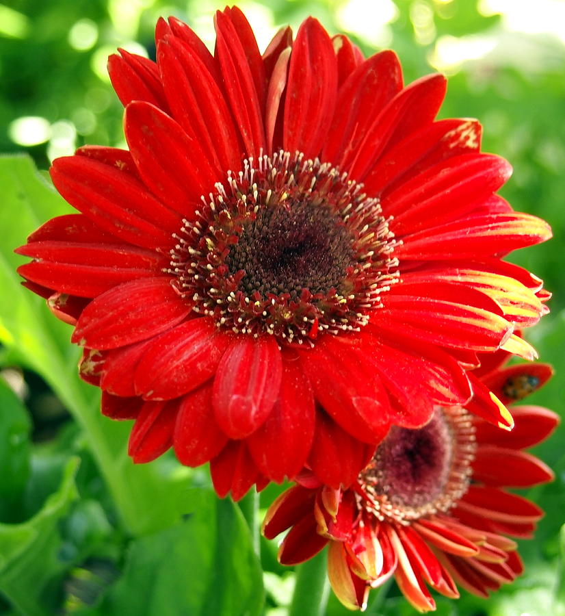 Red Blooming Gerber Daisy Flower with Yeloow Highlights Photograph by Amy McDaniel
