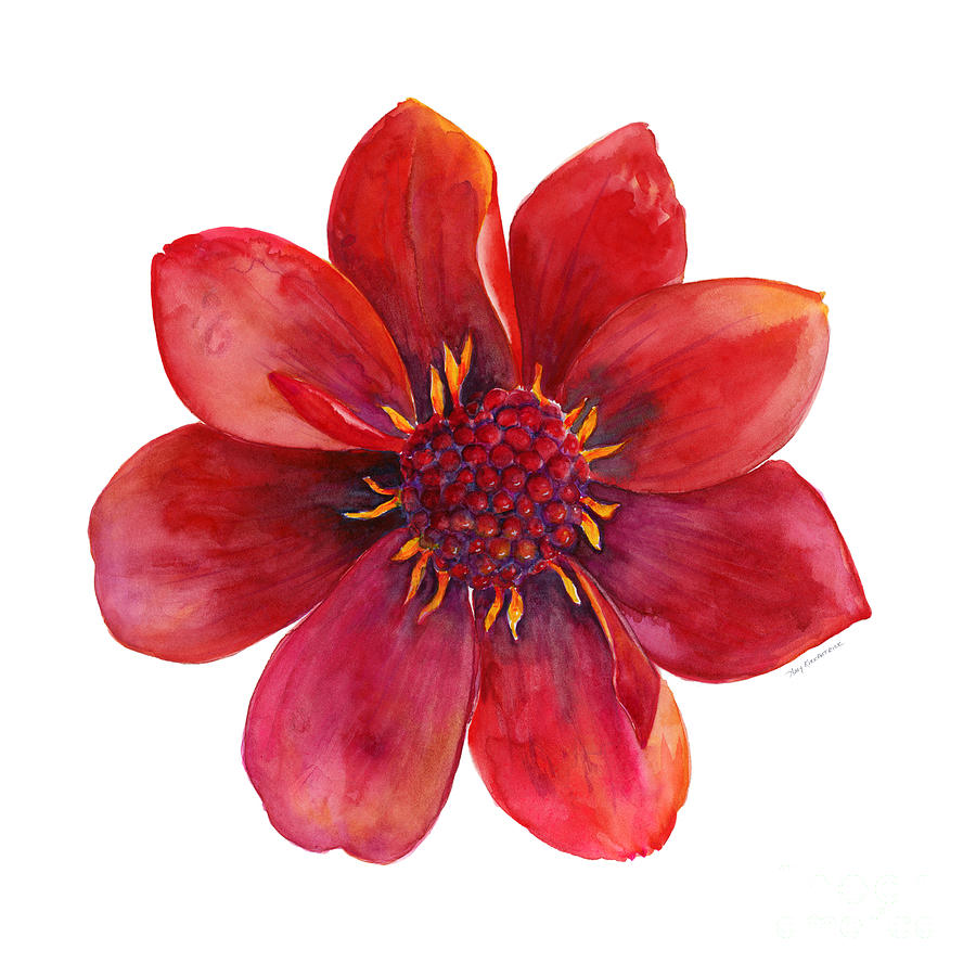 Red Blossom Painting by Amy Kirkpatrick