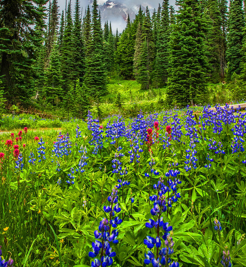 Red Blue Flowers In Mountains Photograph by Randall Branham