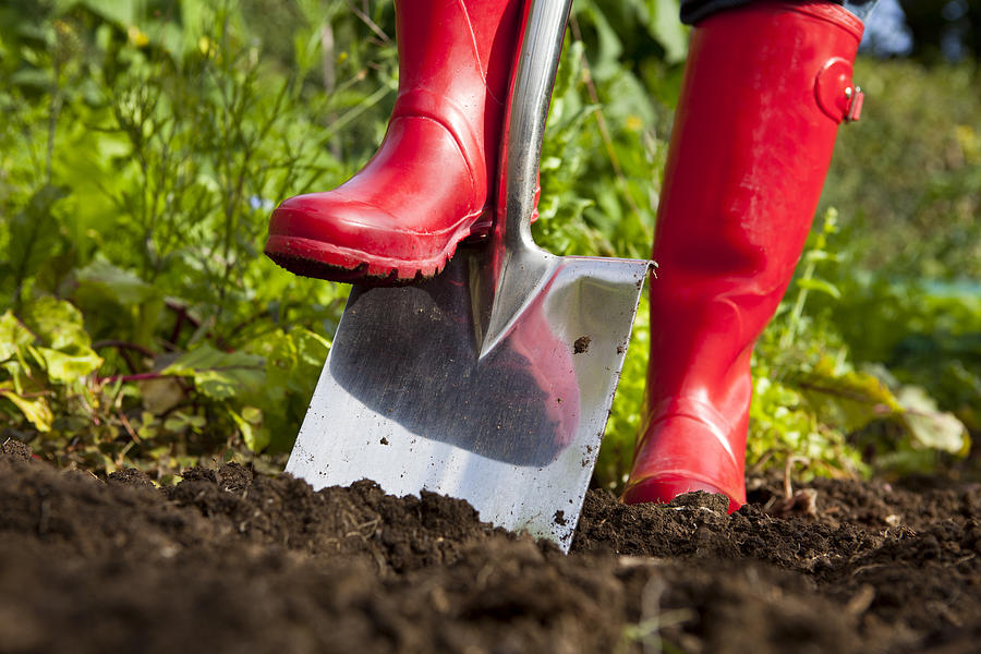 Red Boots Digging Over Soil With Spade in Garden Photograph by Cjp