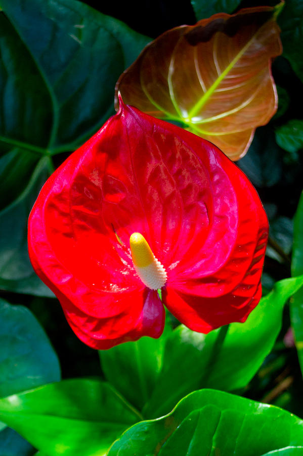 Red Botanical Photograph by Kristy Creighton