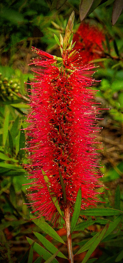 Red Bottle Brush 2 Photograph by Dave Bosse