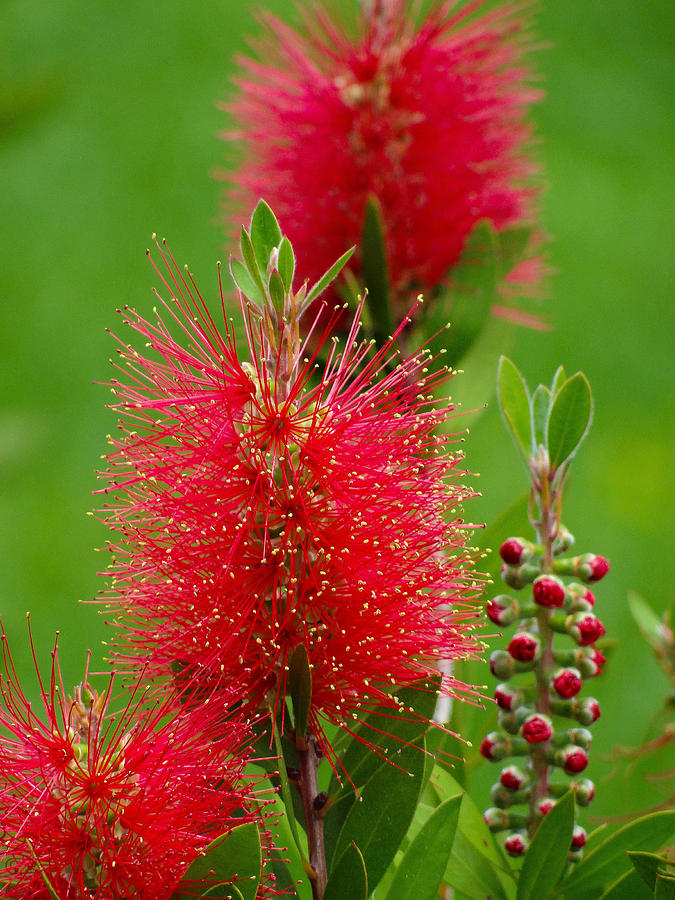 Red Bottlebrush Photograph by Stacy Michelle Smith