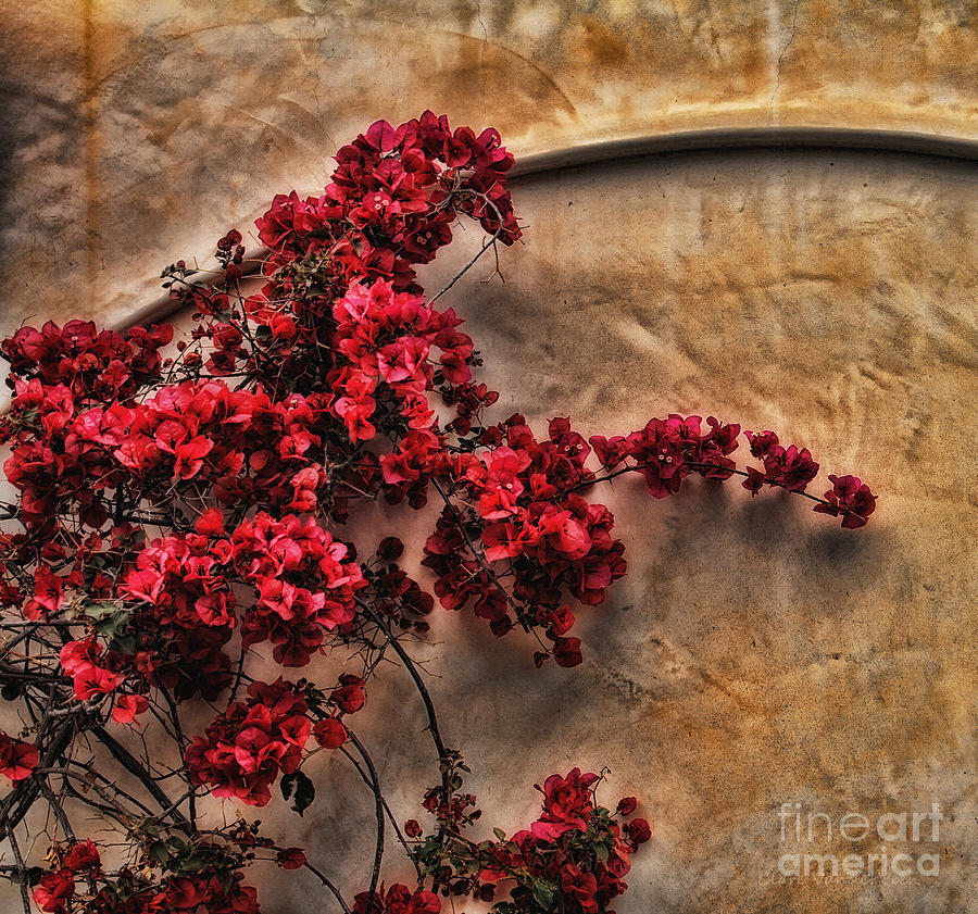 Red Bougainvilla Vine on Stucco Wall Photograph by Clare VanderVeen