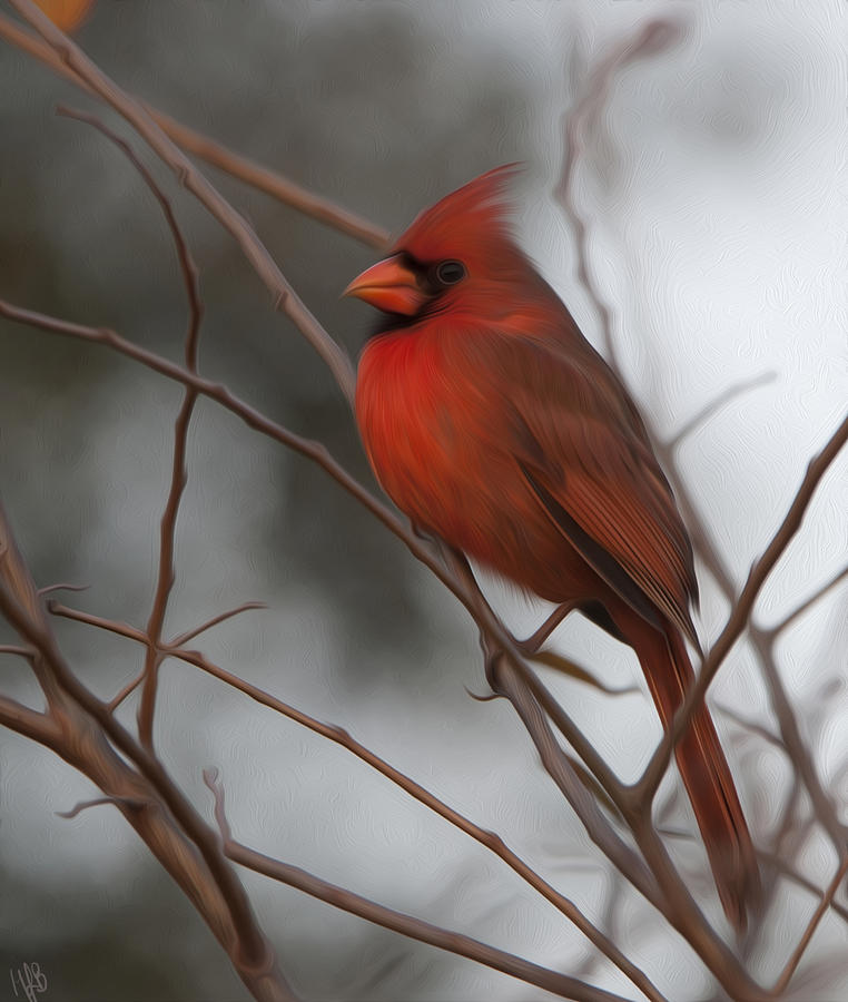 Cardinal Photograph - Red Boy by Hazel Billingsley