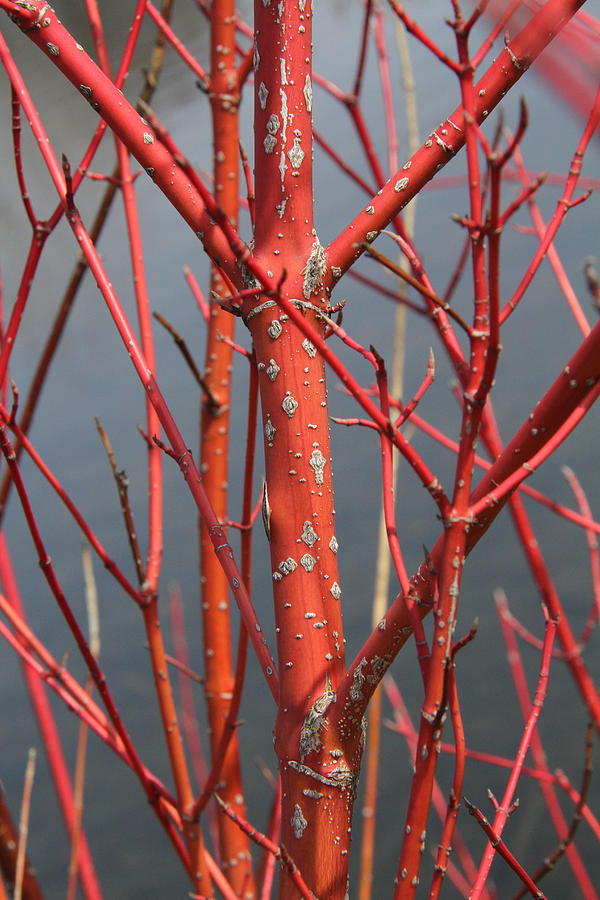 Red branches Photograph by Doris Potter