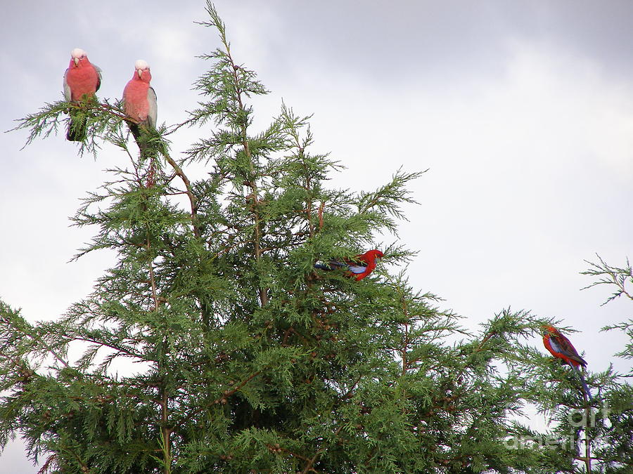 Red-breasted Cockatoos And Crimson Rosellas Photograph