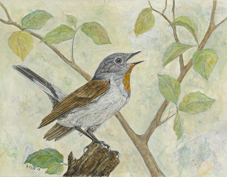 Bird Painting - Red Breasted Flycatcher by Sandy Clift
