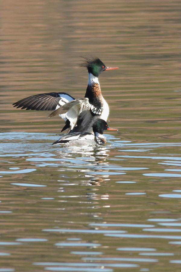 Red-breasted Merganser Photograph by Alan Lenk