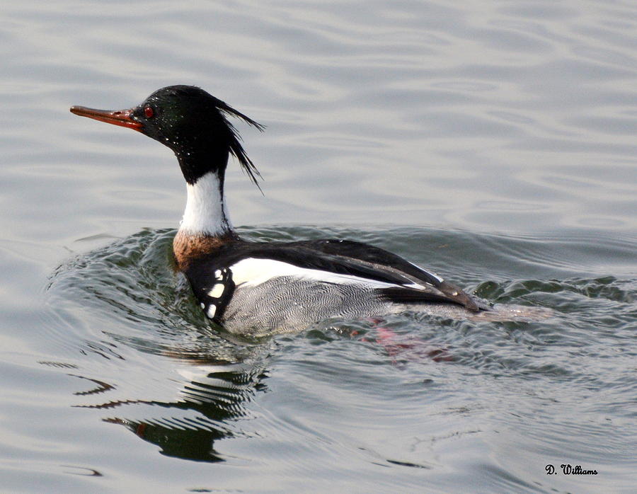Red-breasted Merganser Photograph by Dan Williams