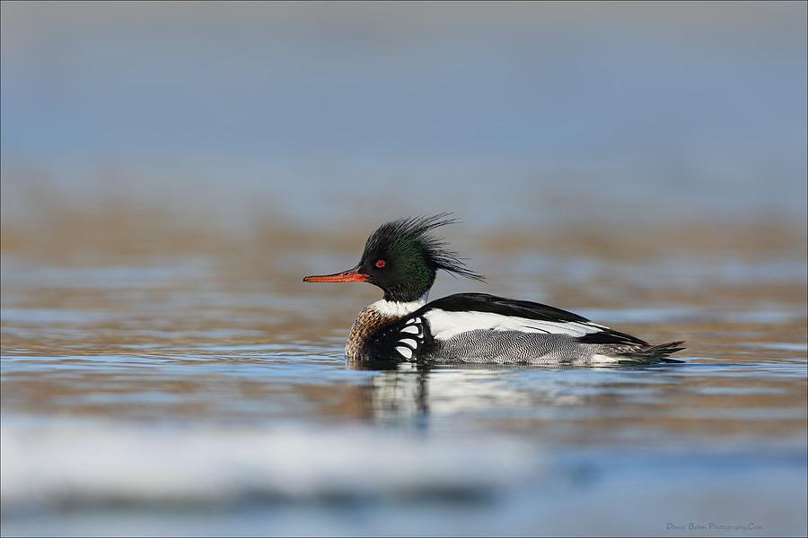 Red Breasted Merganser  Photograph by Daniel Behm