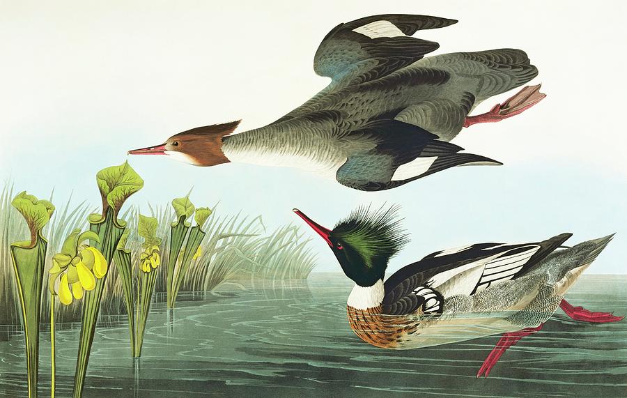 John James Audubon Photograph - Red-breasted Merganser Ducks by Natural History Museum, London/science Photo Library
