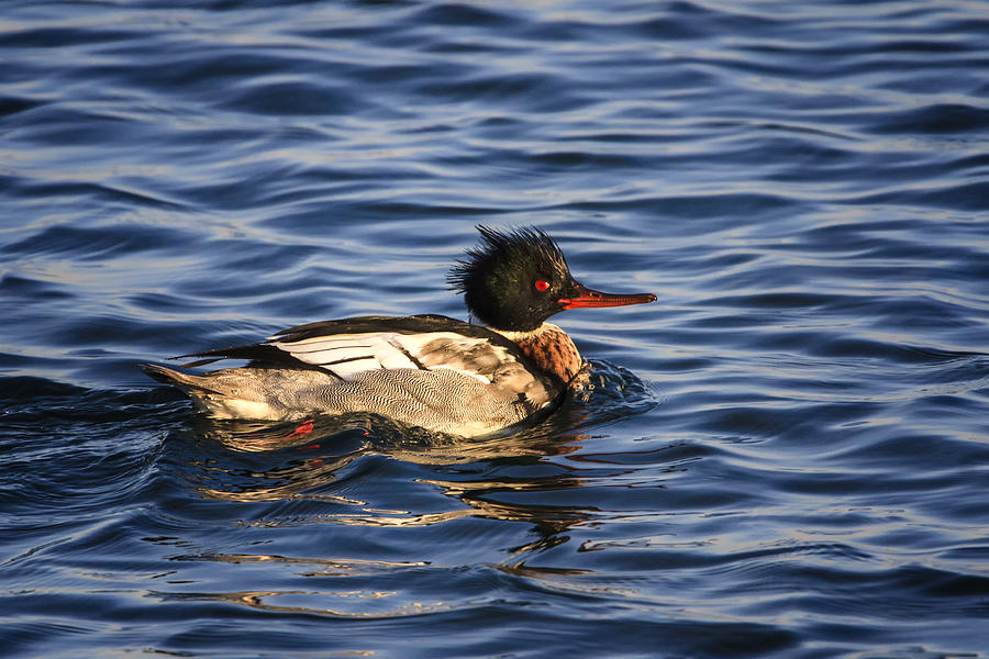 Red-breasted Merganser Photograph by Gary Hall