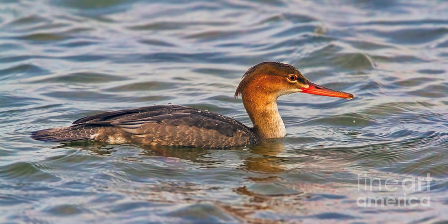 Duck Photograph - Red-Breasted Merganser by Gary Holmes