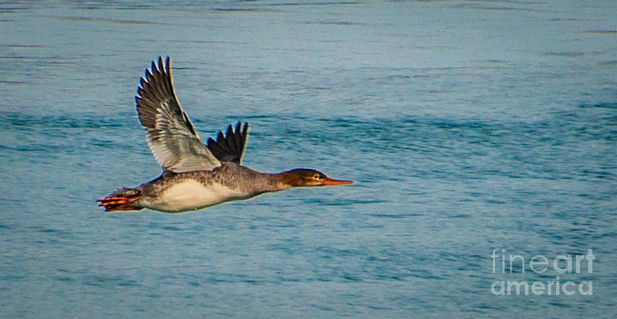 Red breasted Merganser in flight Photograph by Ronald Grogan