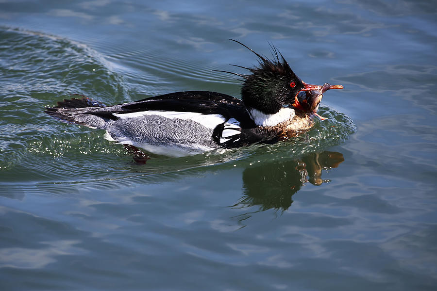 Red-breasted Merganser with Fish Photograph by Gary Hall