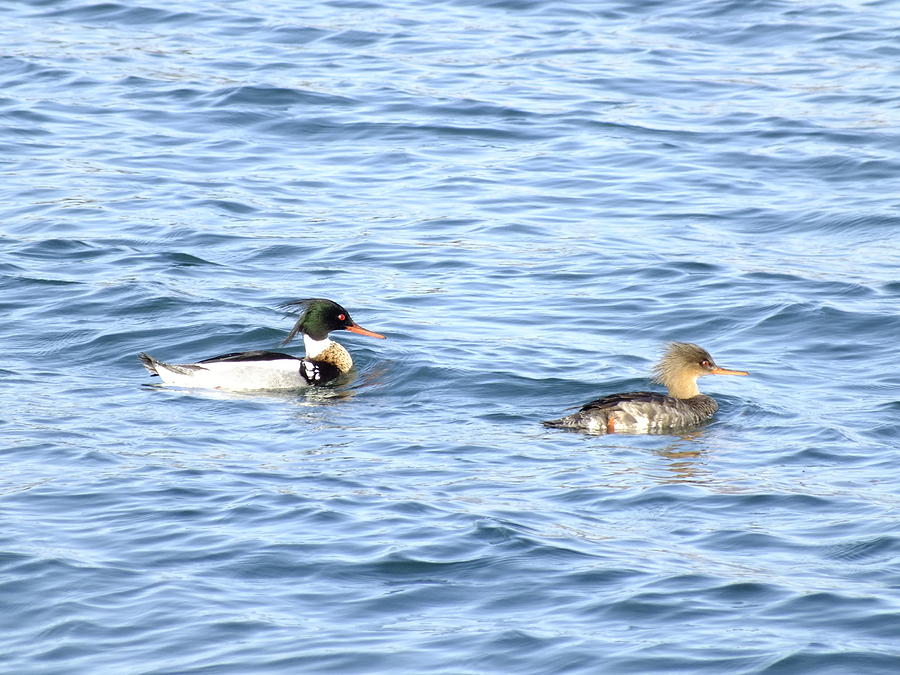 Red-breasted Mergansers Photograph by Peggy King