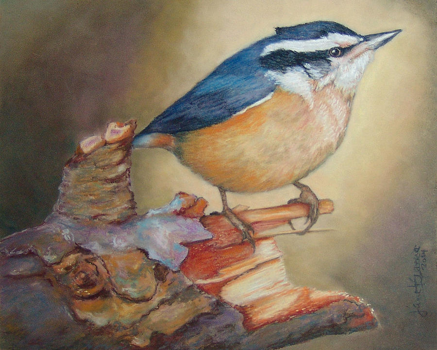 Red-Breasted Nuthatch Bird Painting by Janet Garcia