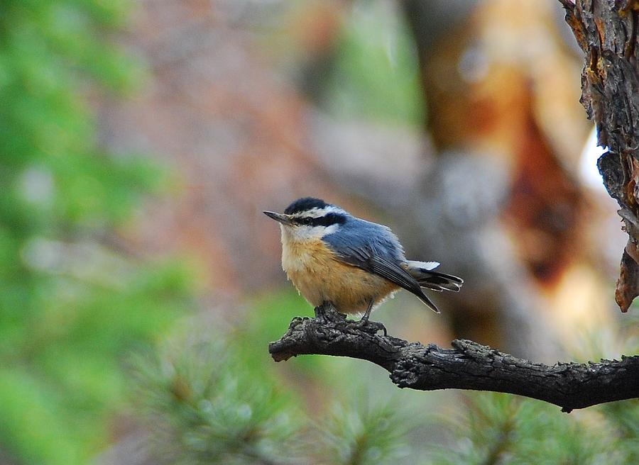 Red-breasted Nuthatch Photograph by Cascade Colors