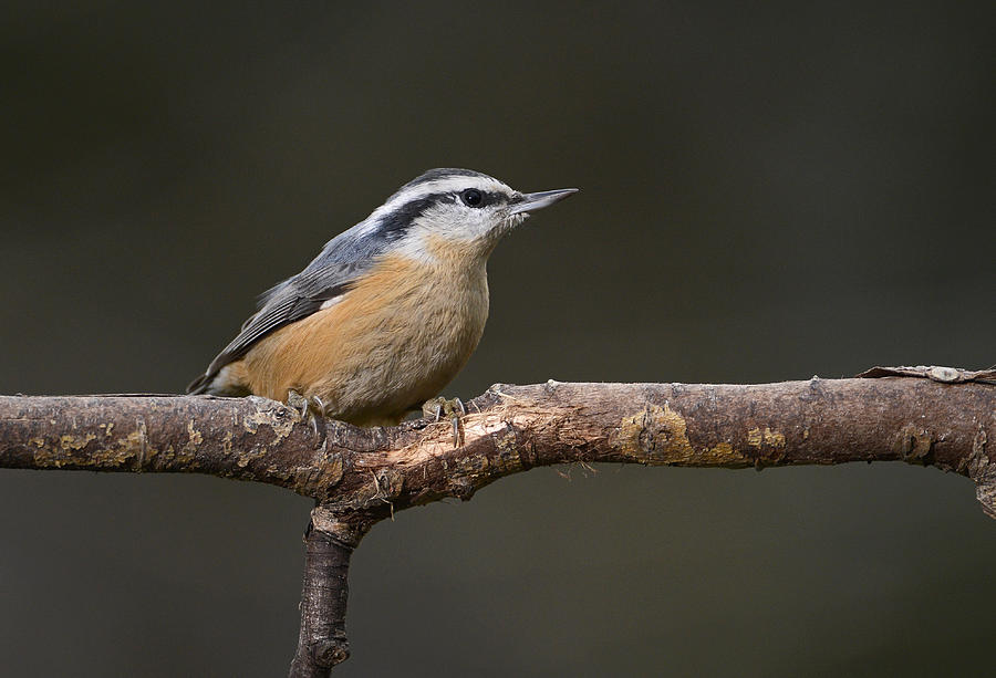 Red Breasted Nuthatch Photograph by Claudio Bacinello
