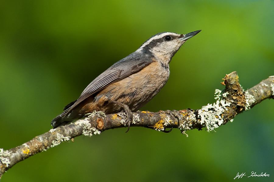 Red Breasted Nuthatch in a Tree Photograph by Jeff Goulden