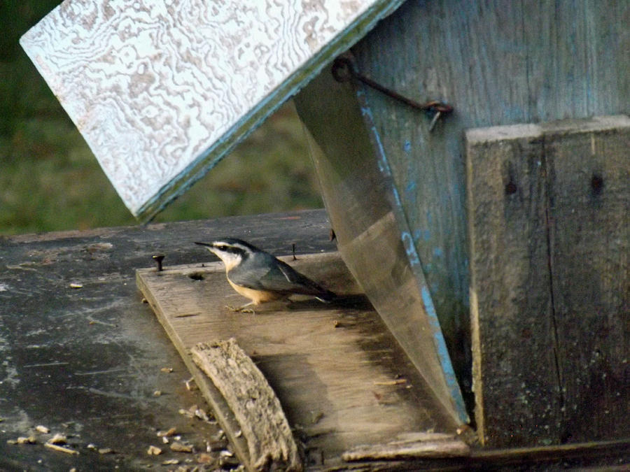 Red Breasted Nuthatch in Feeder Photograph by Brenda Brown