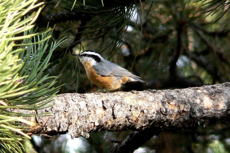 Red-breasted Nuthatch in Pine Tree Photograph by Marilyn Burton