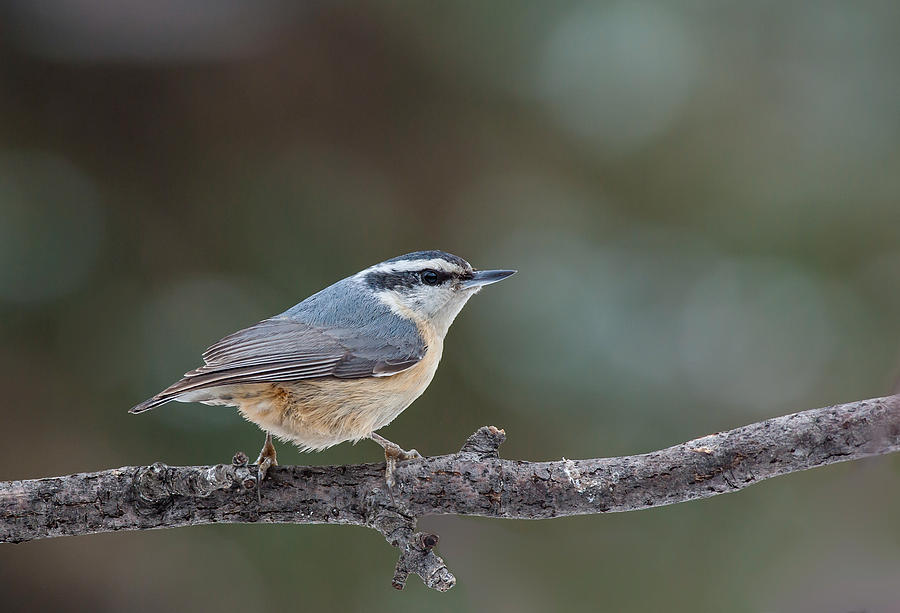 Wildlife Photograph - Red-breasted Nuthatch by Jim Zablotny