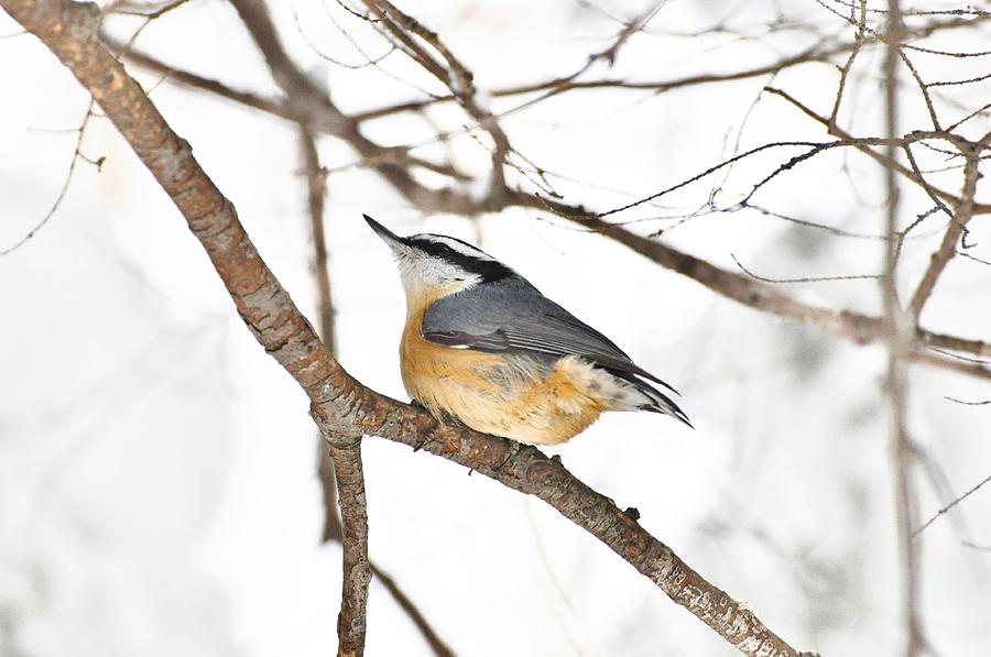 Red-Breasted Nuthatch Photograph by Kathryn Lund Johnson