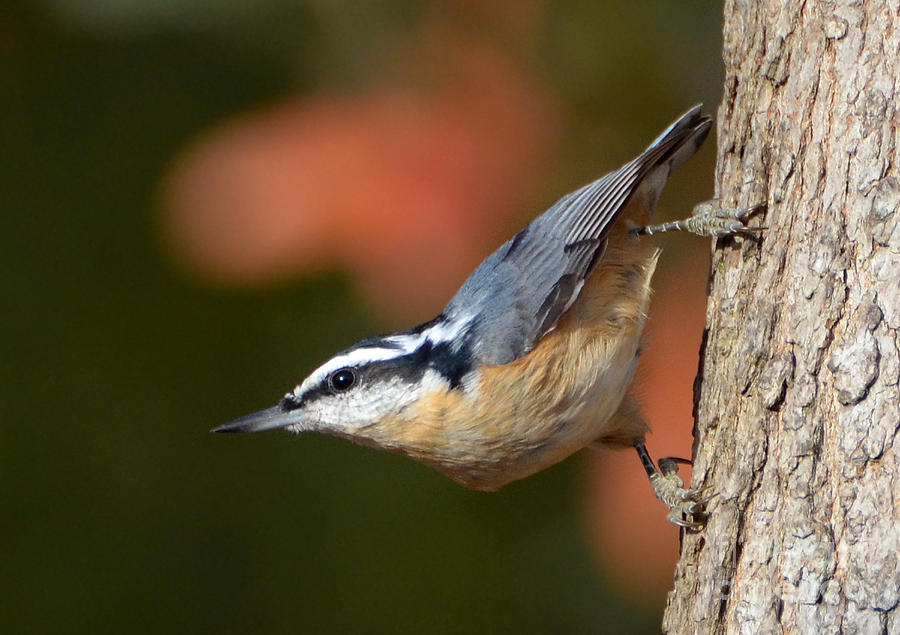 Red Breasted Nuthatch Photograph by Kathy Baccari