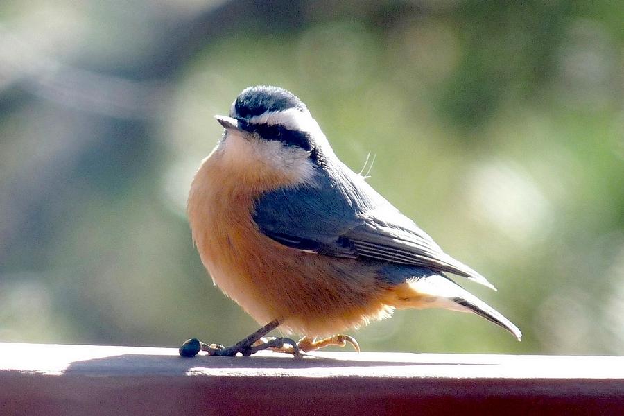 Red-breasted Nuthatch Photograph by Marilyn Burton
