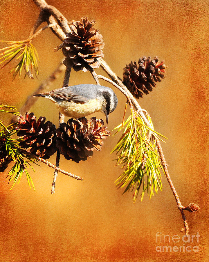 Red-breasted Nuthatch by Olivia Hardwicke Red-breasted Nuthatch by Olivia Hardwicke