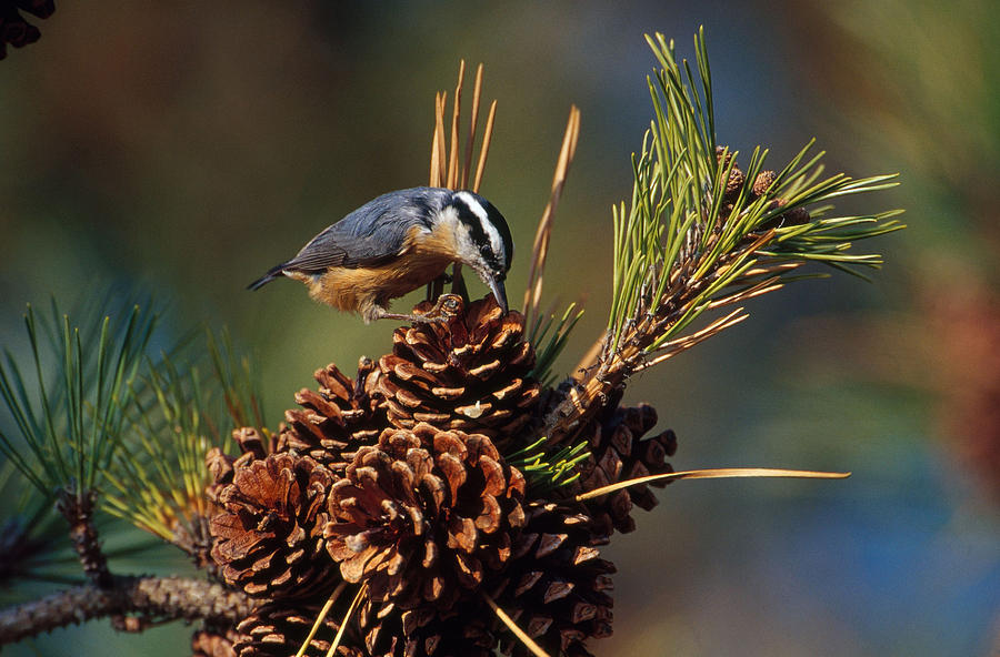 Red-breasted Nuthatch Photograph by Paul J. Fusco