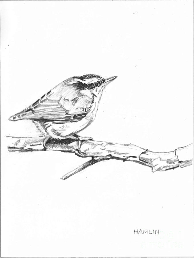 Red-breasted Nuthatch Drawing by Steve Hamlin