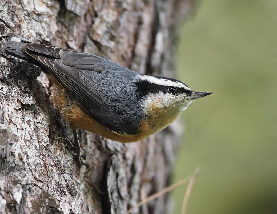 Red-breasted Nuthatch Photograph by Steve Wolfe