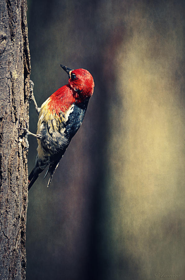 Red-breasted Sapsucker - British Columbia Photograph by Maria Angelica Maira