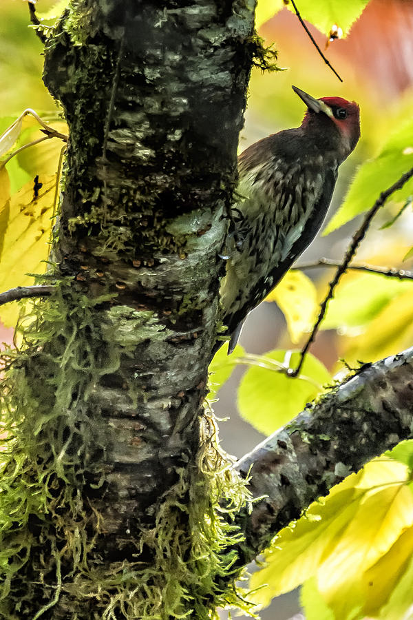 Red-Breasted Sapsucker Photograph by Belinda Greb