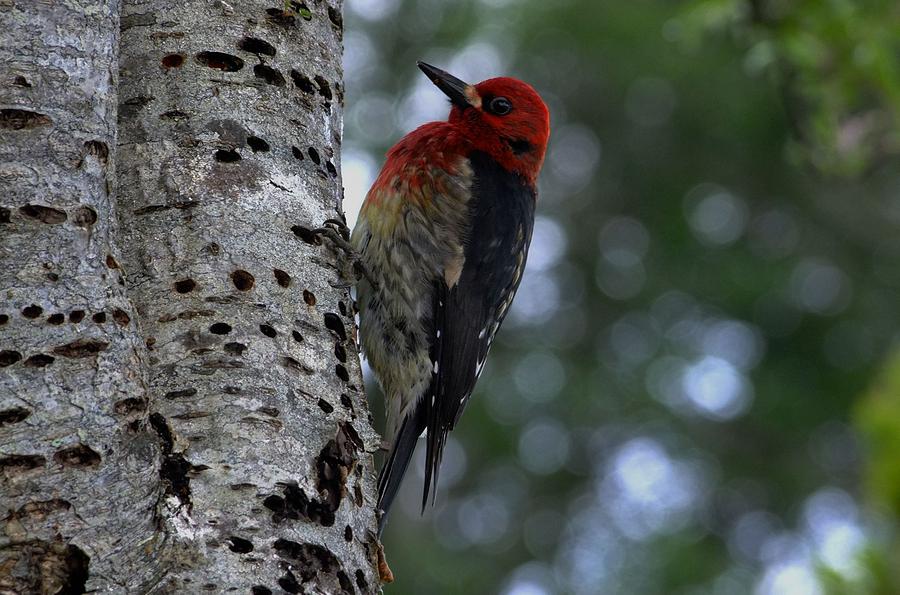 Red-breasted Sapsucker Photograph by Will LaVigne