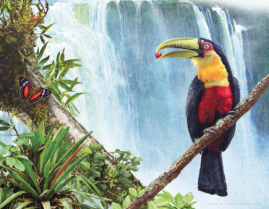 Toucan Painting - Red Breasted Toucan At Waterfall by R christopher Vest