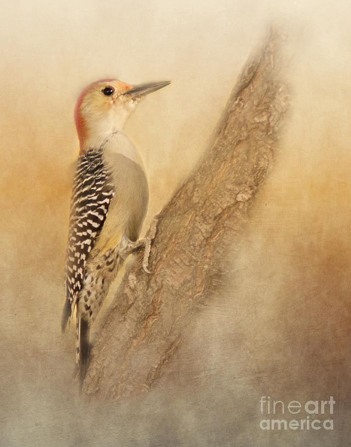Red-Bellied Woodpecker Photograph by Pam  Holdsworth