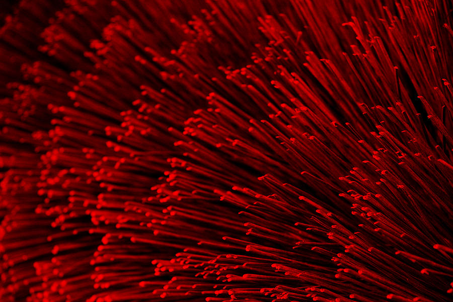 Red Bristles Photograph by Robert Woodward