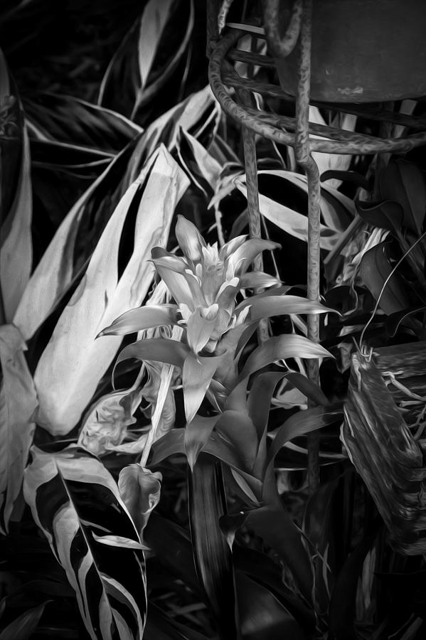 Red Bromeliad and Tricolor Gingers BW Photograph by Rich Franco